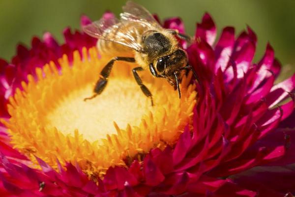 西方蜜蜂简介，是数量最庞大的蜜蜂之一