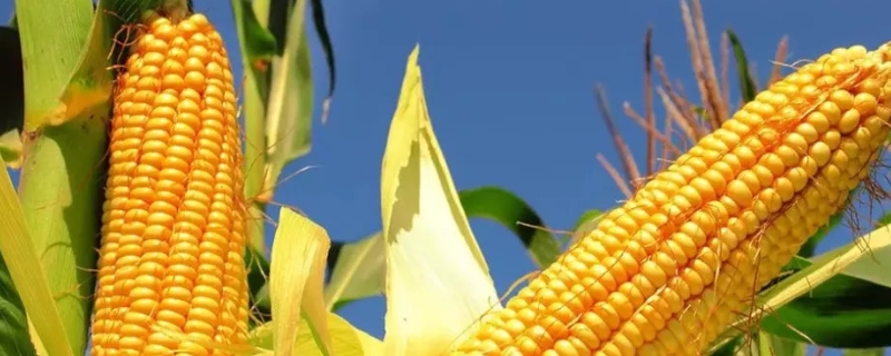 真大1号玉米种子简介，干旱时一定要造墒播种