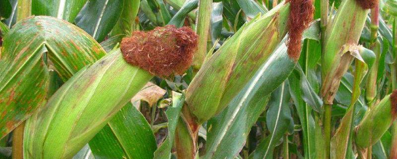 亚迪212玉米种子特点，玉米抽雄穗前防治大小斑病