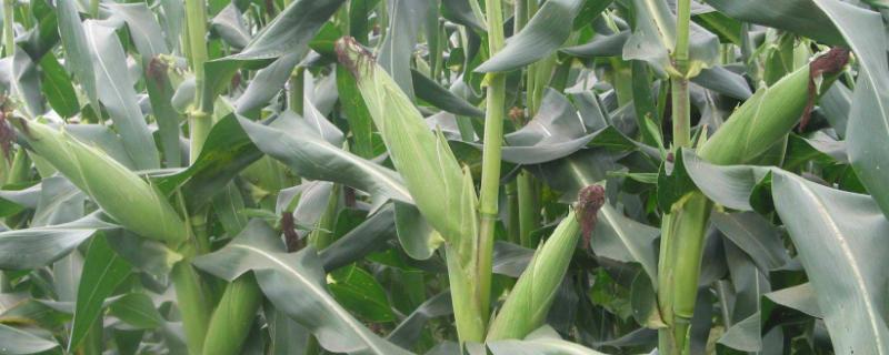 桂单689玉米种子特点，生育期春季平均119天