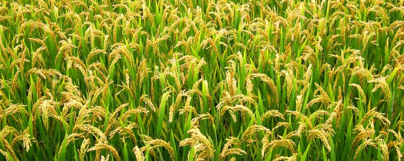 六福优977水稻品种的特性，最高苗控制在每亩25～28万