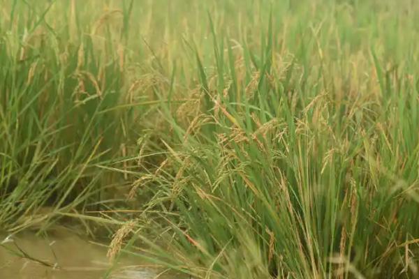 玮两优1019水稻种子特征特性，早造全生育期128～131天