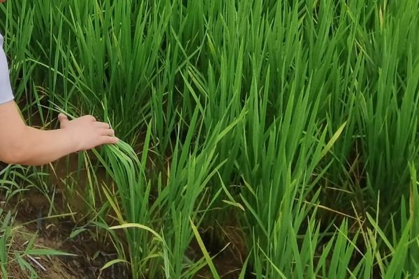 中银优珍丝苗水稻品种的特性，早造全生育期120～126天