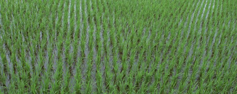 仁优国泰水稻品种的特性，特别注意防治稻瘟病和白叶枯病