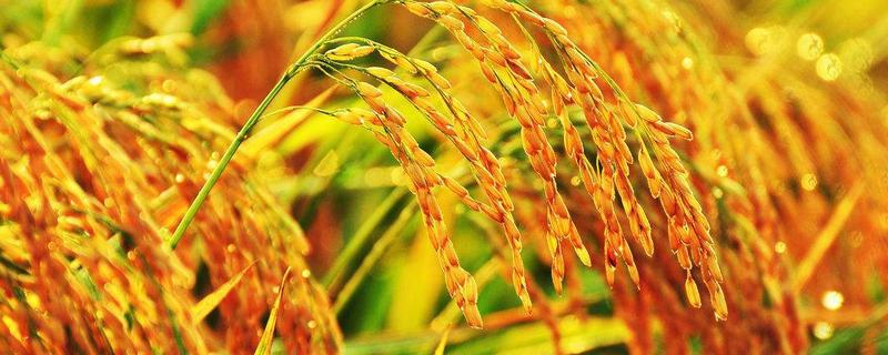 裕优丝占水稻品种简介，特别注意防治白叶枯病
