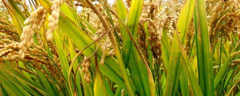 勤两优华宝水稻种子介绍，高抗稻瘟病