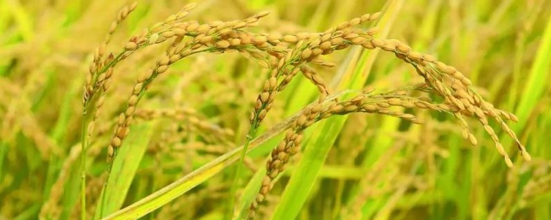 九久香优008水稻品种简介，中稻区4月上中旬播种