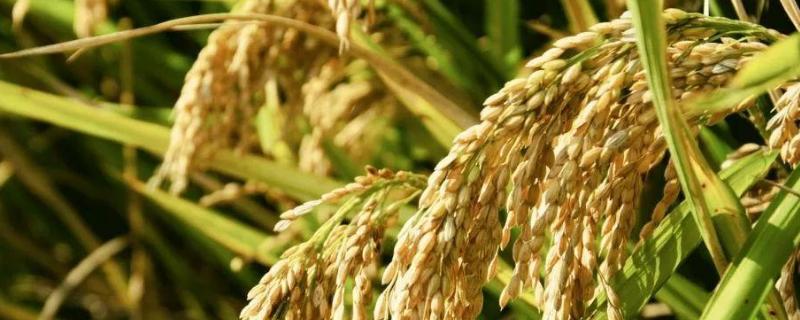 玖香优叁香水稻品种的特性，每亩有效穗数16.1万
