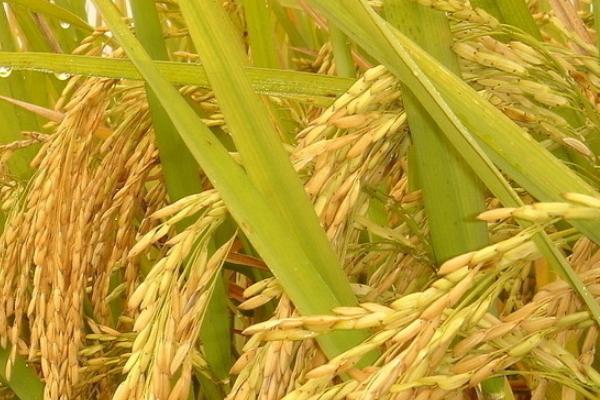 玖香优叁香水稻品种的特性，每亩有效穗数16.1万