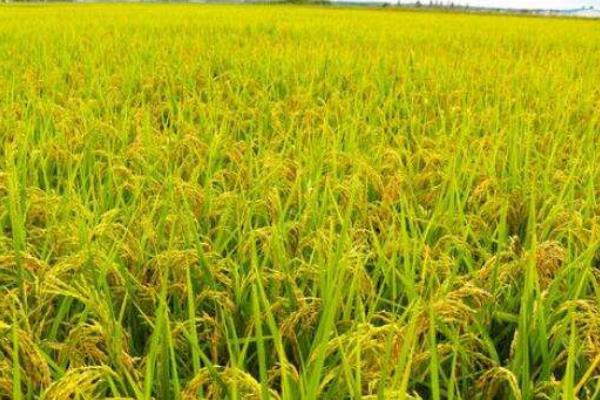 兰香优577水稻种子介绍，感温籼型三系杂交水稻品种