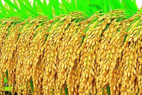 兰香优577水稻种子介绍，感温籼型三系杂交水稻品种