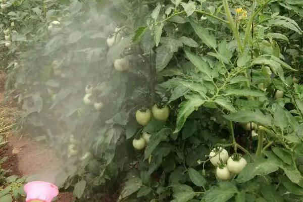 番茄定植就黄头如何解决，可采取拔除病株、增施有机肥等措施