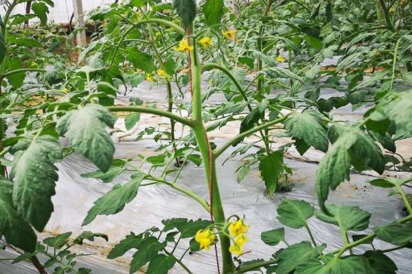 番茄定植就黄头如何解决，可采取拔除病株、增施有机肥等措施