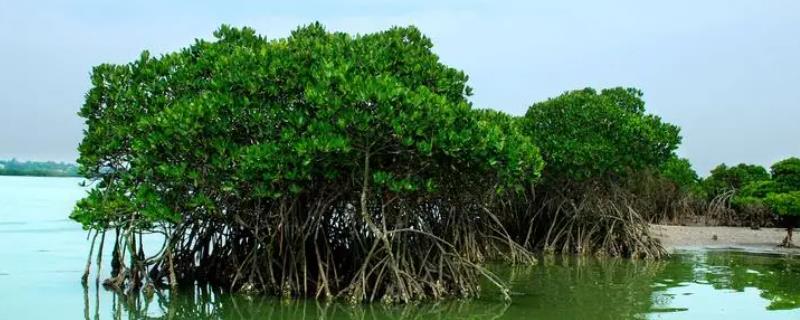 哪种生物群落有海上森林之称，是指红树林