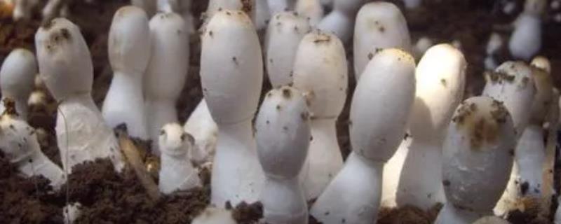鸡腿菇种植技术，春秋两季皆可栽培