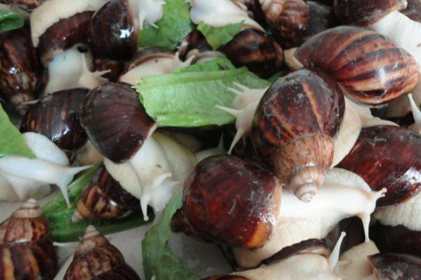 蜗牛属于害虫还是益虫，对于农业而言属于害虫