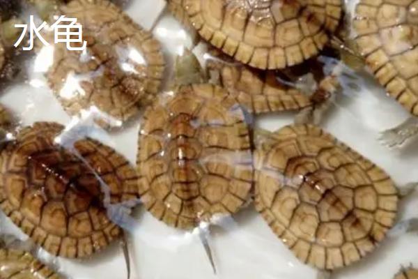 水龟和陆龟的区别，外形、习性和分布均不同