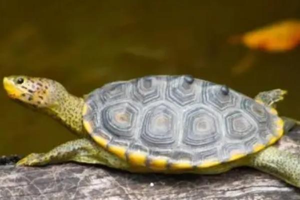 水龟和陆龟的区别，外形、习性和分布均不同