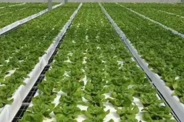 蔬菜的水培方法，可将蔬菜栽种至定植杯中、再镶嵌于浮板各孔上