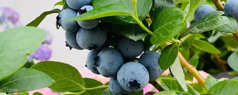 蓝莓的产地，原产地是加拿大东部和美国东部及南部