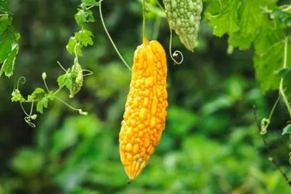 蔬菜的水培方法，可将蔬菜栽种至定植杯中、再镶嵌于浮板各孔上