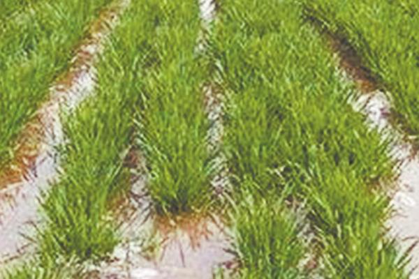 小麦多久浇一次水，通常每隔3-4个月浇1次水