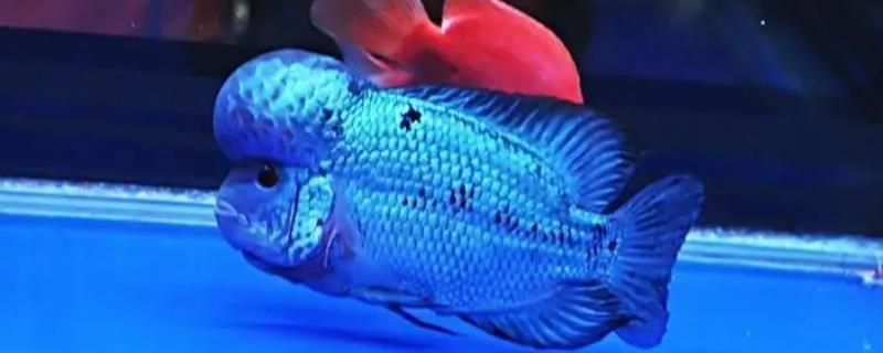 蓝色德萨斯罗汉鱼好不好养，容易饲养但不能和其它品种混养