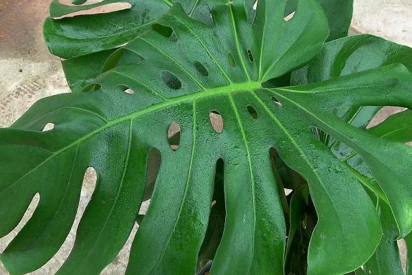 龟背竹怎么长成老桩，将植株的根茎截取下来精心养护