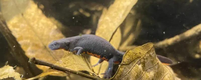 蝾螈幼体的食物，可以饲喂水蚤、丰年虾等食物
