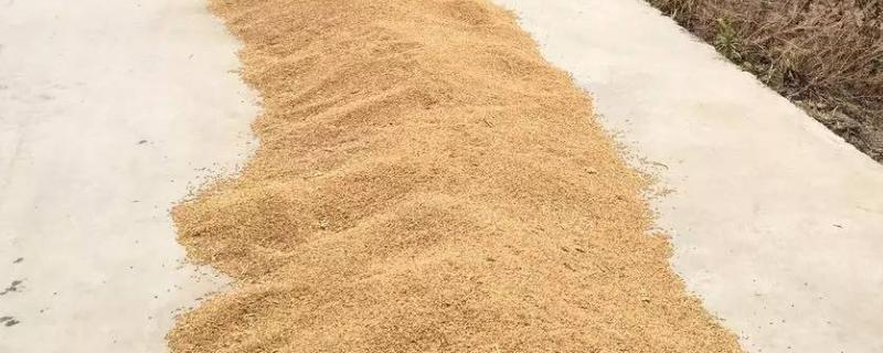 小麦播种前为什么要晒种，晾晒后可以防霉防虫、提高发芽率
