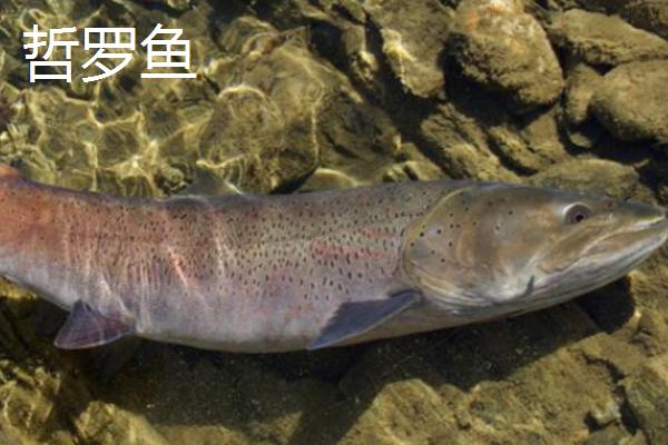 东北冷水鱼的品种，常见这5种