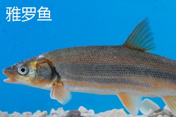 东北冷水鱼的品种，常见这5种
