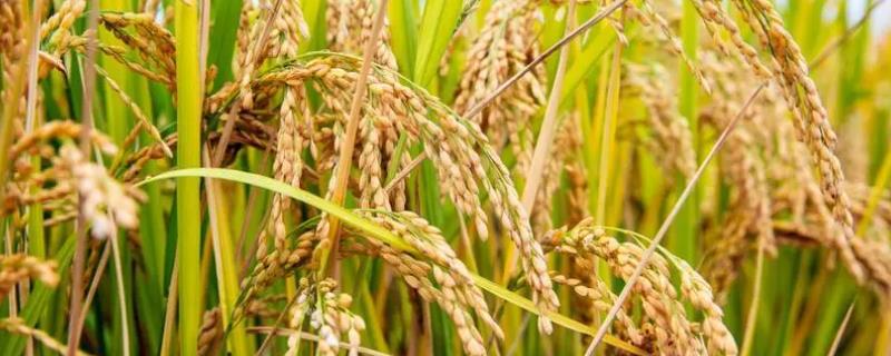 南方水稻和北方水稻的区别，熟制、水稻的品种均不同