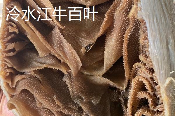 湖南冷水江市的特产，冷水江杨梅大如蛋