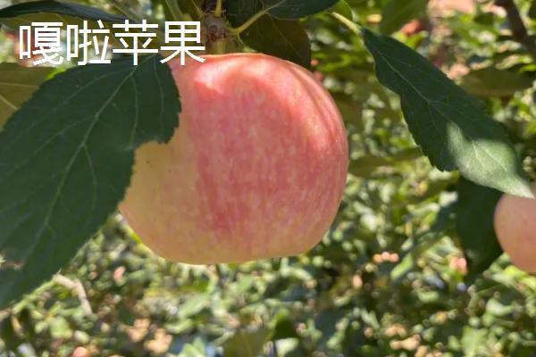 常见的苹果品种，红富士、金帅、红将军等品种较常见