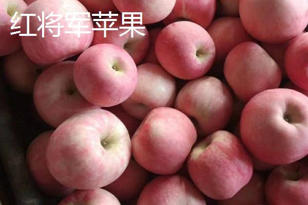 常见的苹果品种，红富士、金帅、红将军等品种较常见