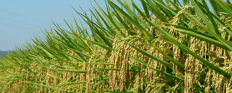 原香优荔香20水稻种简介，全生育期平均135天