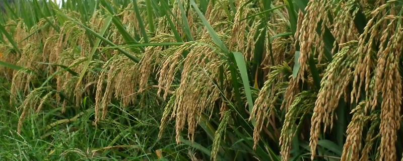 百香优纳丝苗水稻种子介绍，晚稻全生育期111.2天