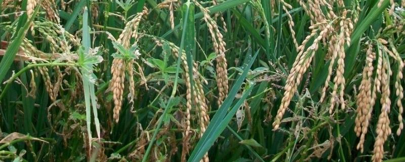 幸福优1452水稻种子特点，每亩有效穗数17.4万