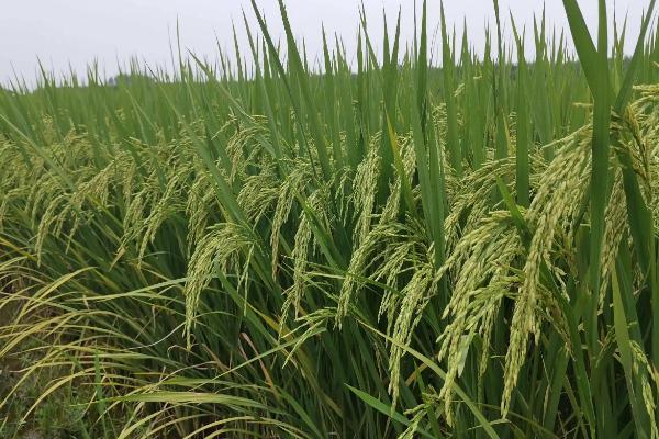 万丰优107水稻种子简介，每亩有效穗数15.9万