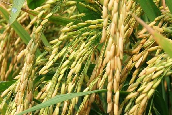 万丰优107水稻种子简介，每亩有效穗数15.9万