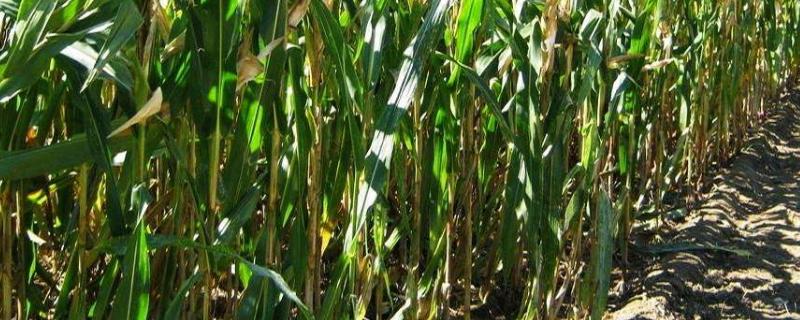 浙科糯10号玉米种简介，亩植密度3300株左右