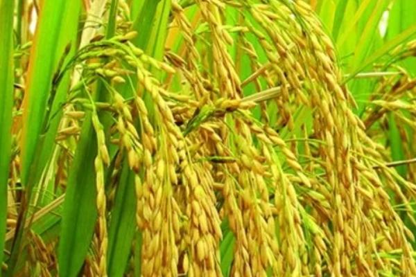 巡两优510水稻品种的特性，全生育期早稻111.3天