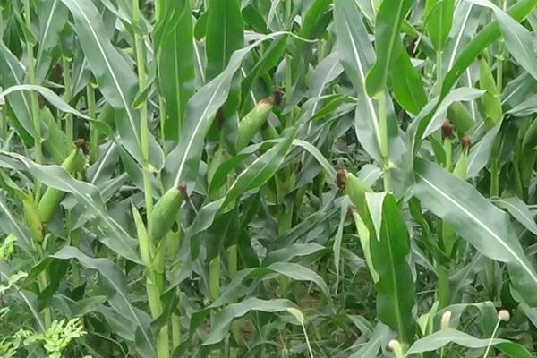 劲糯9号玉米品种简介，在区试3333株/亩密度下