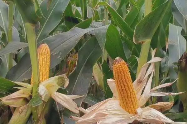 劲糯9号玉米品种简介，在区试3333株/亩密度下