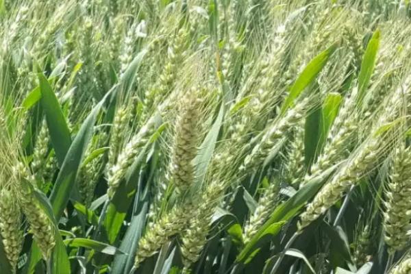 中科麦1819小麦种子介绍，春性常规品种