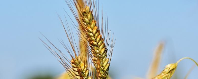 中科麦1819小麦种子介绍，春性常规品种