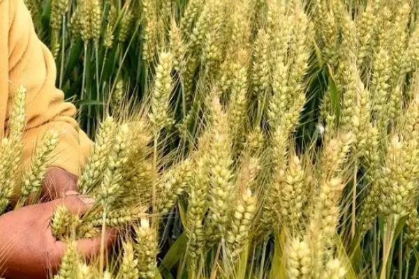 渝糯麦872小麦种子特征特性，春性常规品种