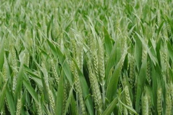 南紫麦298小麦种子介绍，适时防治白粉病和赤霉病