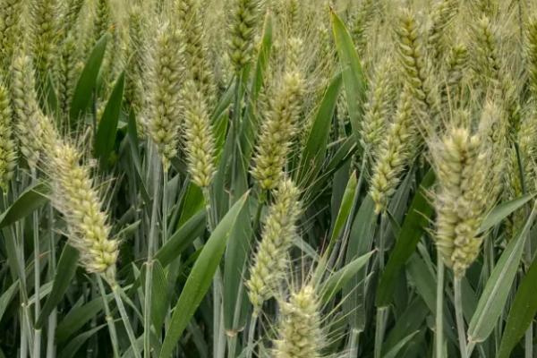 南紫麦298小麦种子介绍，适时防治白粉病和赤霉病